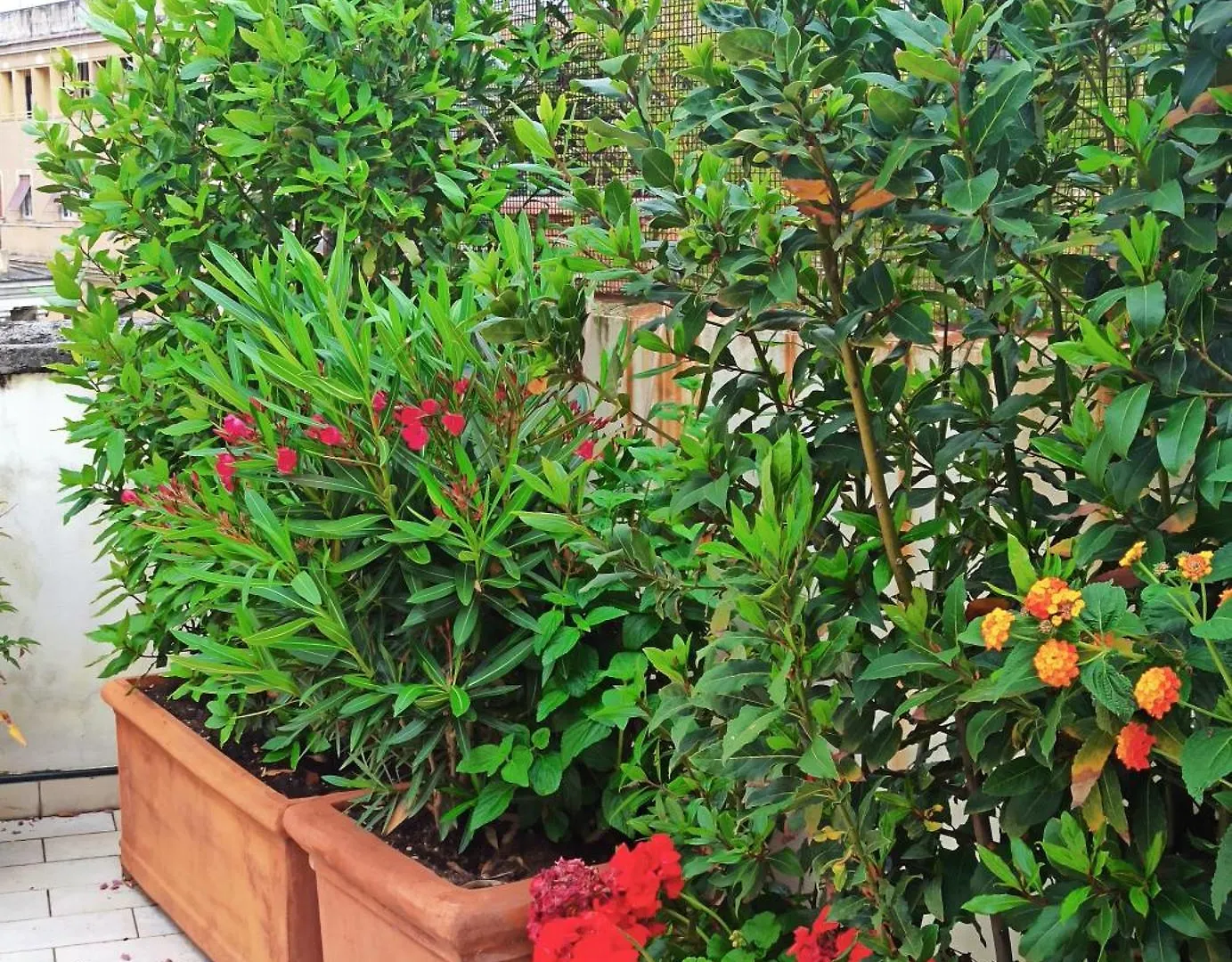 Living By Vatican With Panoramic Terraces In Rome Apartment